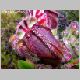 cephalotus2.jpg