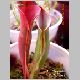 h_tequila.jpg