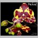 orchid.jpg